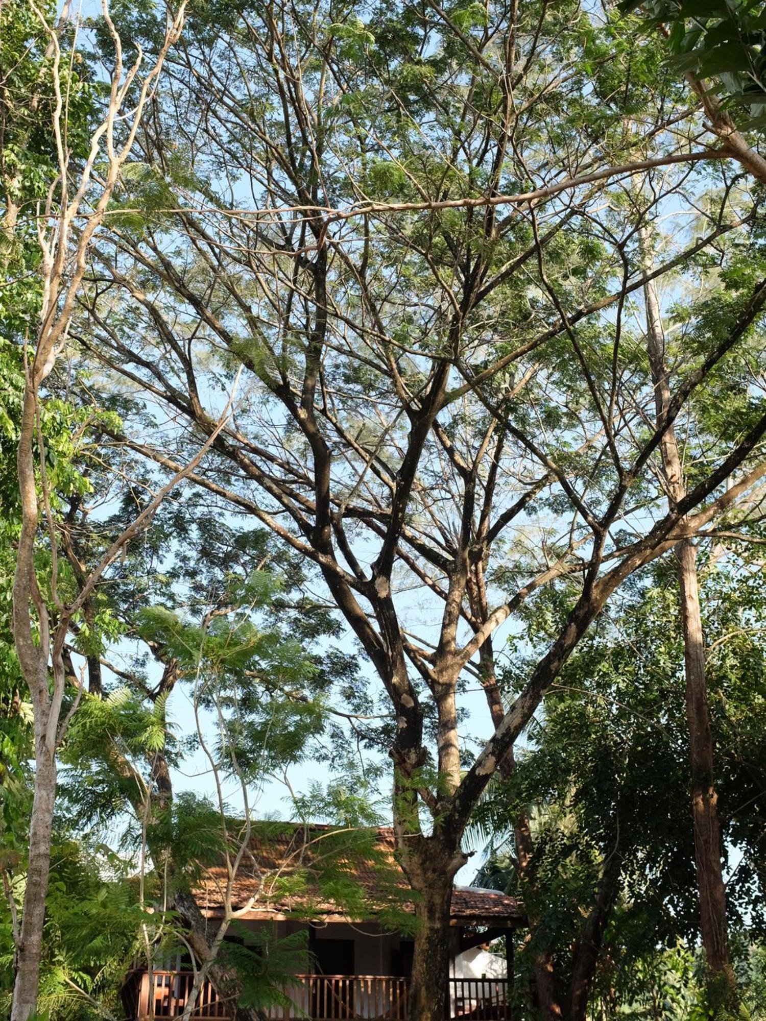 Rumah Jah Langkawi パンタイ・サナング エクステリア 写真